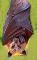 Golden Flying Fox - Bat